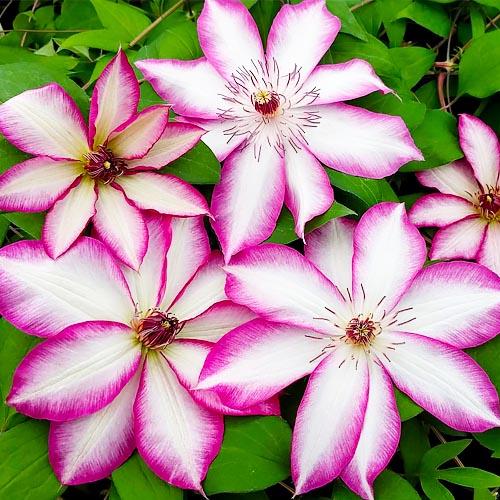 Клематис Picotee Florium - фото 3
