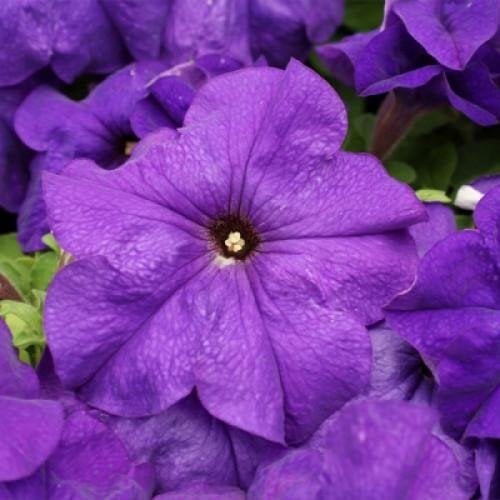 Семена цветов Hem Genetics Петуния крупноцветковая Limbo GP Mid-Blue 500 шт. (BN11118-2)