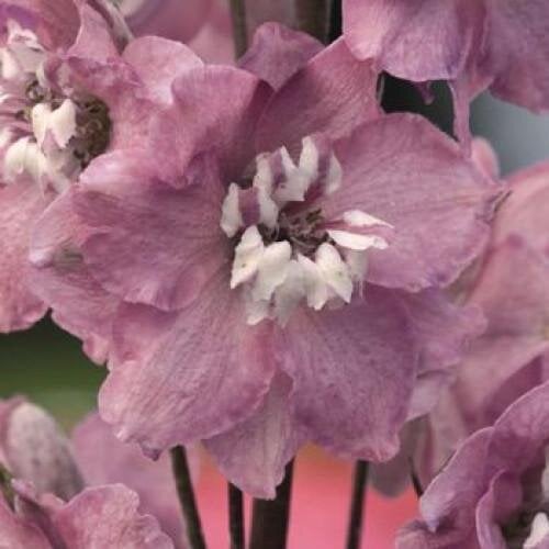 Семена цветов Дельфиниум Magic Fountains Cherry Blos White Bee Benary 250 шт. (BN04167-3)