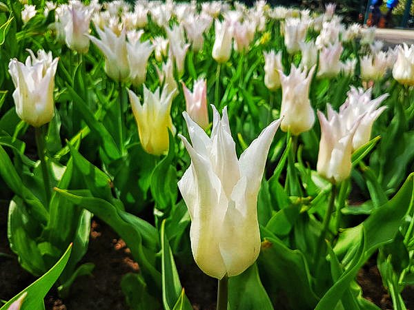 Тюльпан лілієподібний Dobrodar Tres Chic 6 шт. (38281963)