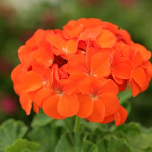 Семена цветов Floranova Пеларгония Dancer F2 Orange 250 шт. (BN07752-2)