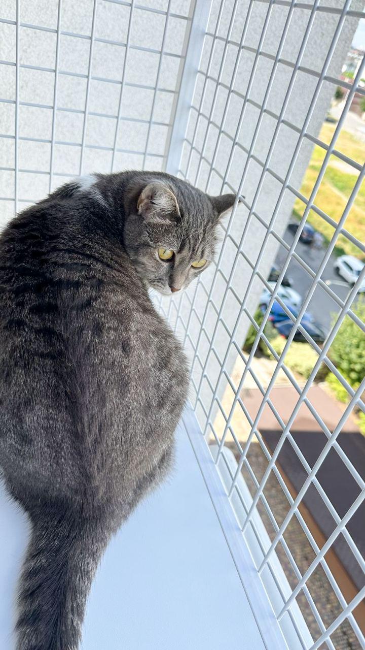 Балкон для котів з одним поверхом прямокутний підвісний 590х420х1250 см Білий (008) - фото 5