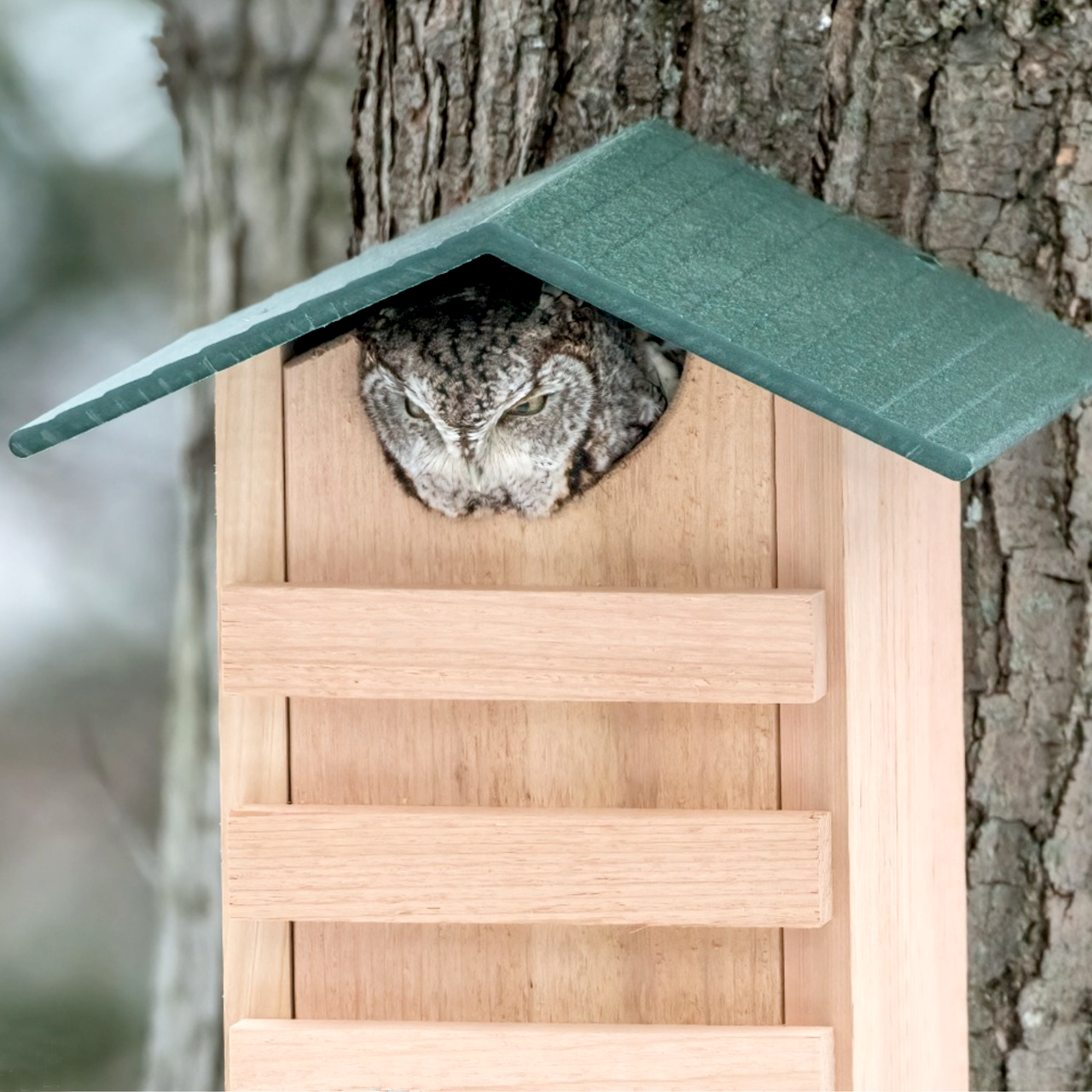 Будиночок для сови з дерева Філей Бланже (ДСО-000401) - фото 2