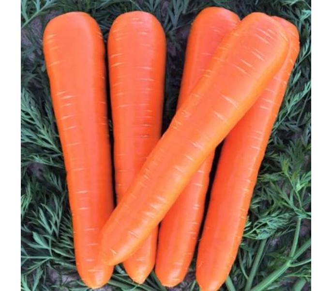 Насіння Морква Berline F1 ТД Гекса-Україна 100 000 шт. 2,2-2,4 мм 01-17-171 (IR01083) Насіння Морква Berline F1 ТД Гекса-Україна 100 000 шт. 2,2-2,4 мм 01-17-171 (IR01083)