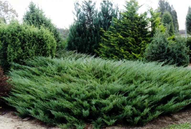Саджанці ялівець козацький у горщику 0,5 л - фото 3 Саджанці ялівець козацький у горщику 0,5 л - фото 3