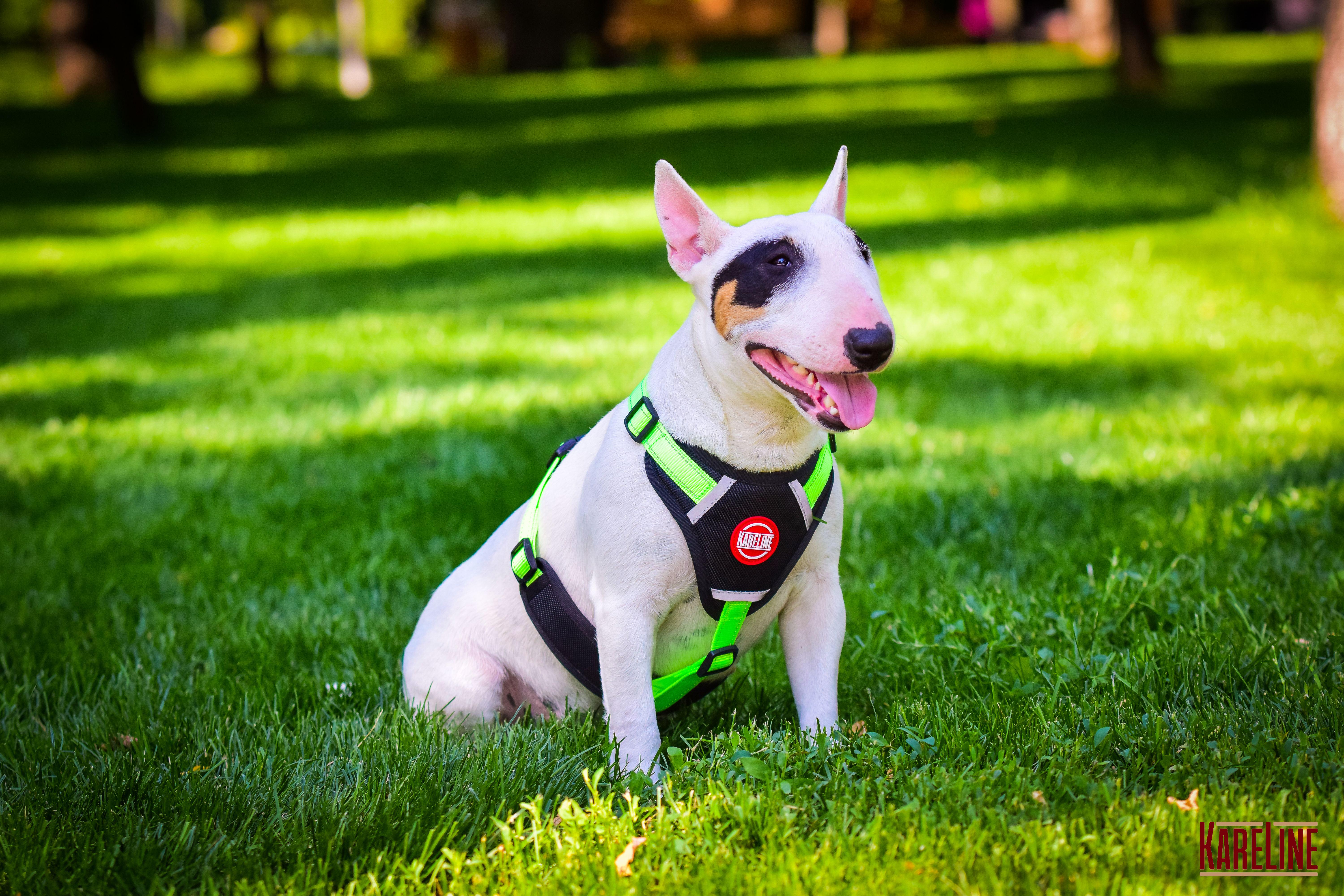 Шлея KareLine из нейлона с пластиковой пряжкой 20 мм А:400-600 мм В:500-630 мм Салатовый (0883/5) - фото 9 Шлея KareLine из нейлона с пластиковой пряжкой 20 мм А:400-600 мм В:500-630 мм Салатовый (0883/5) - фото 9