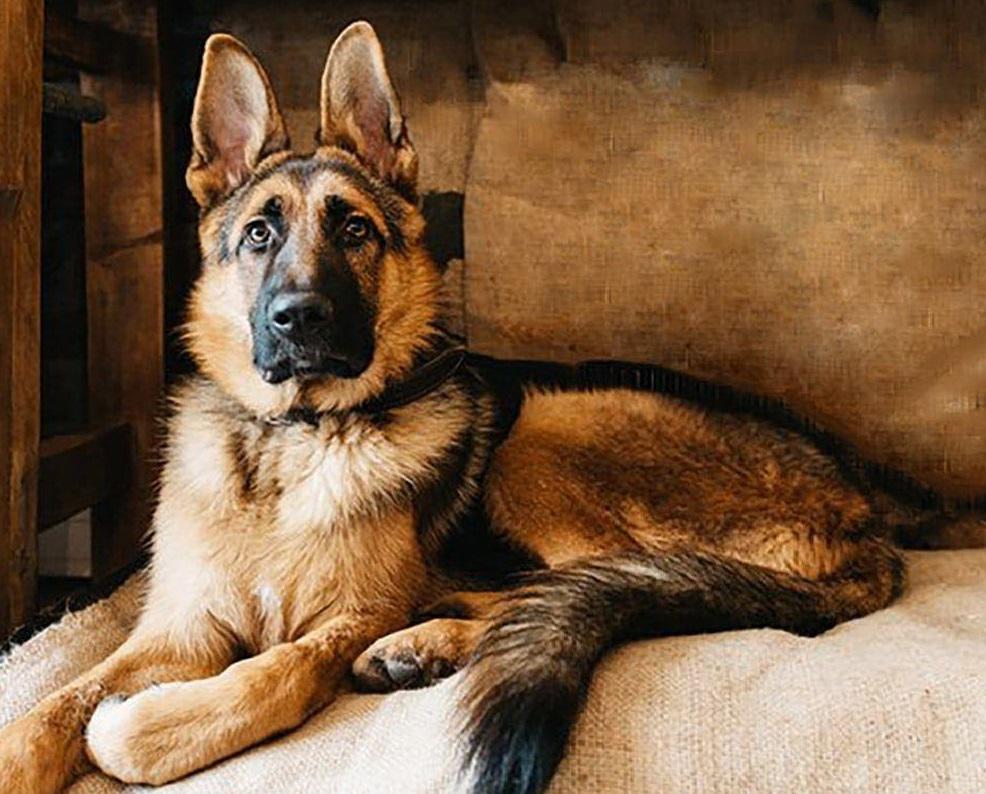 Алмазная мозаика My Art Овчарка на подрамнике квадратные алмазы 40х50 см (12155953)