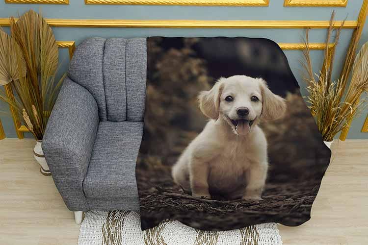 Плед Little labrador плюш двухслойный 135х150 см (113446-2) - фото 1 Плед Little labrador плюш двухслойный 135х150 см (113446-2) - фото 1