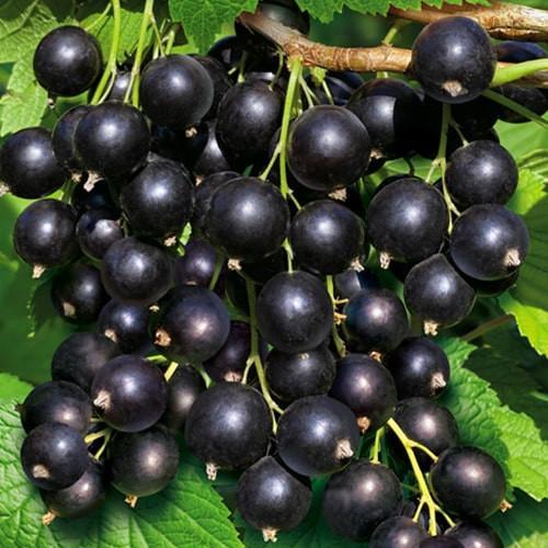 Саджанець Смородина чорна Сіана ранній термін дозрівання зимостійкий сорт (177224)