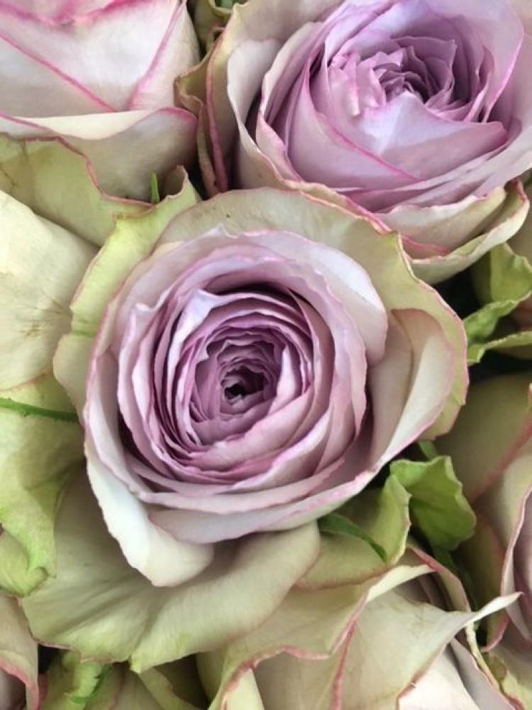 Роза Lullaby Спрей в контейнере (2669455708) - фото 4