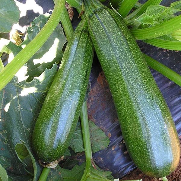 Насіння Кабачок Тарміно F1 ТД Гекса-Україна 01-05-067 500 шт. (IR01235)