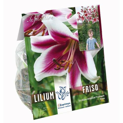 Лілія Florium Friso (16675)