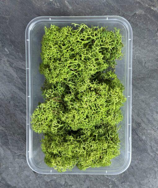 Мох ягель стабилизированный Premium 20 г Светло-зеленый