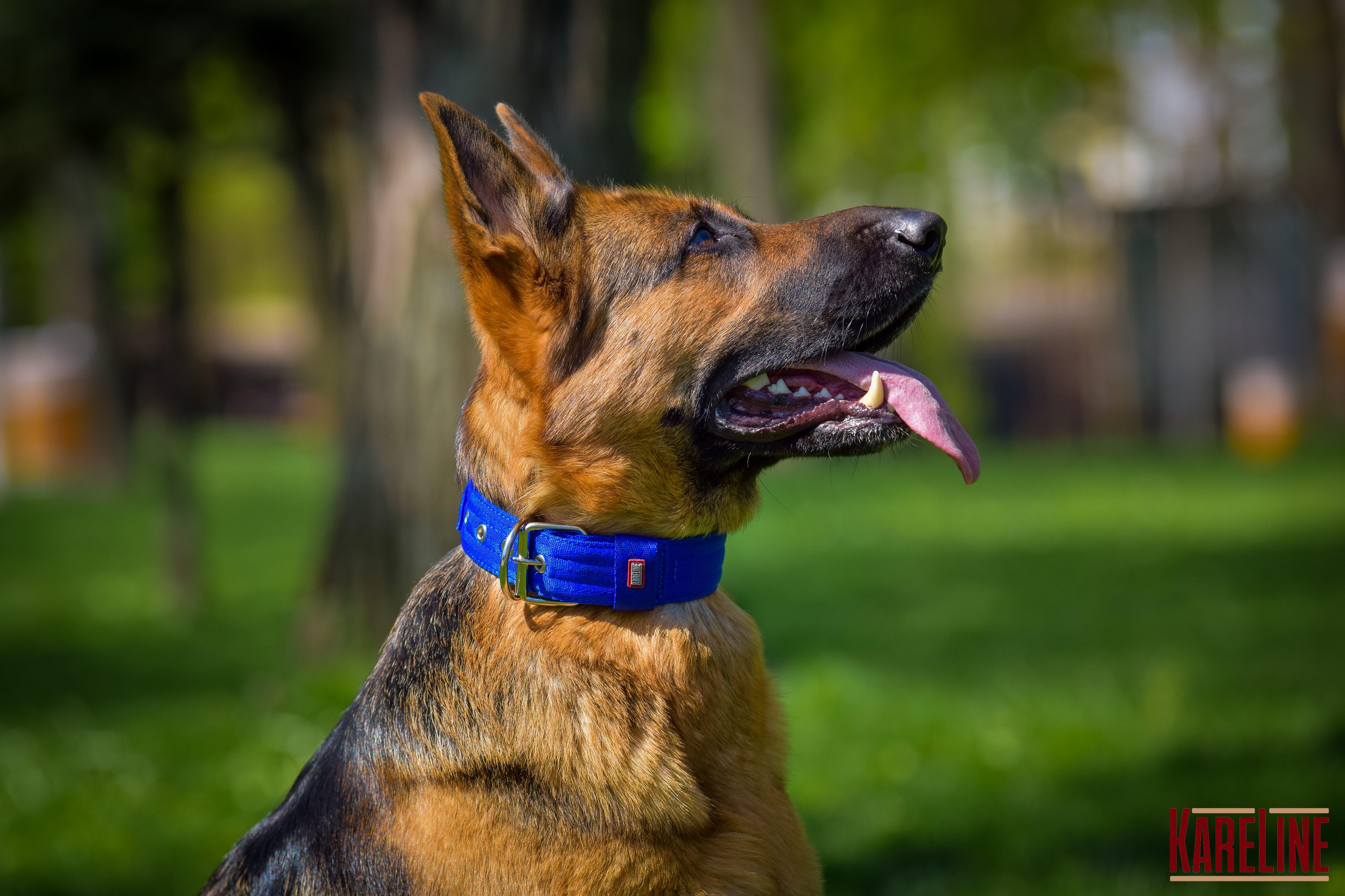 Ошейник KareLine усиленный нейлоновый с ручкой 48 мм 550-640 мм Синий (0988/7) - фото 5