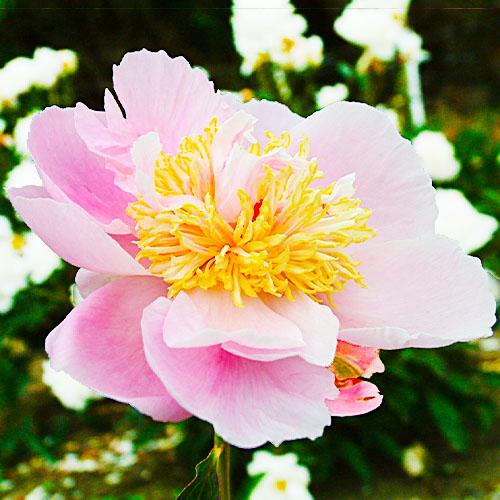 Пион Florium Showgirl (12774)