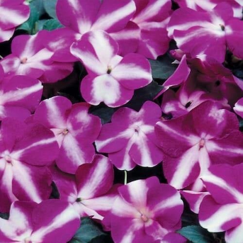 Семена цветов Бальзамин Balance Violet Star Hem Genetics 1000 шт. (BN09313)