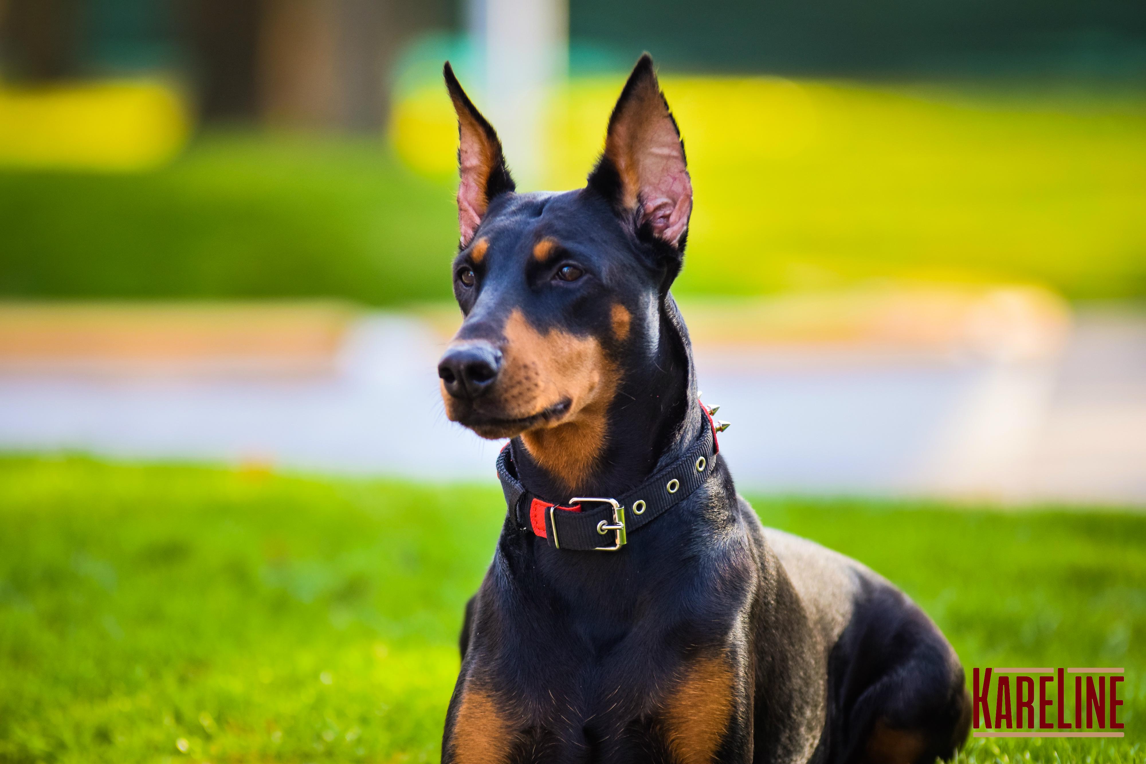 Ошейник KareLine и натуральной кожи с заклепками 25 мм 370-440 мм (6603/6) - фото 3 Ошейник KareLine и натуральной кожи с заклепками 25 мм 370-440 мм (6603/6) - фото 3