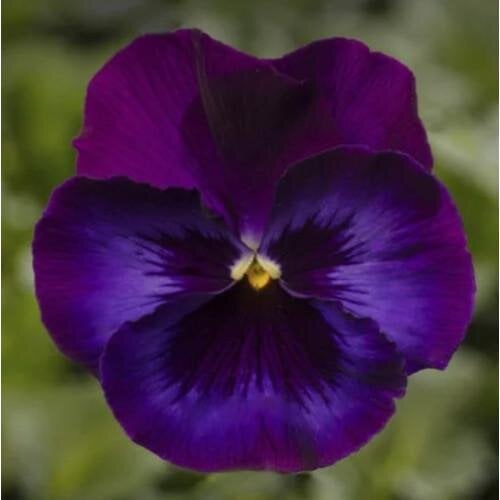 Семена цветов Виола Виттрока Syngenta Delta Pro F1 Neon Violet 1000 шт. (BN12395)