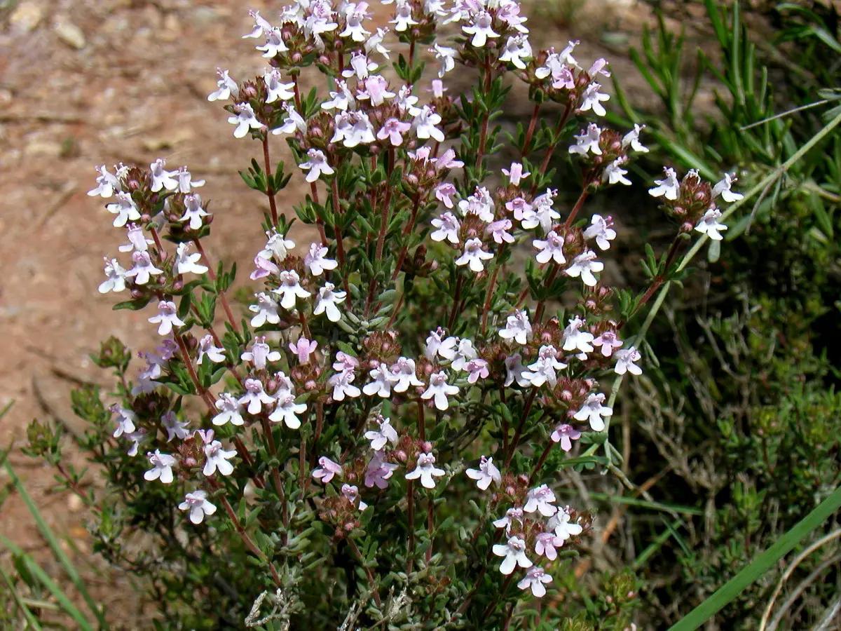 Саженец Тимьян обыкновенный Фредо Thymus Fredo 3 шт.