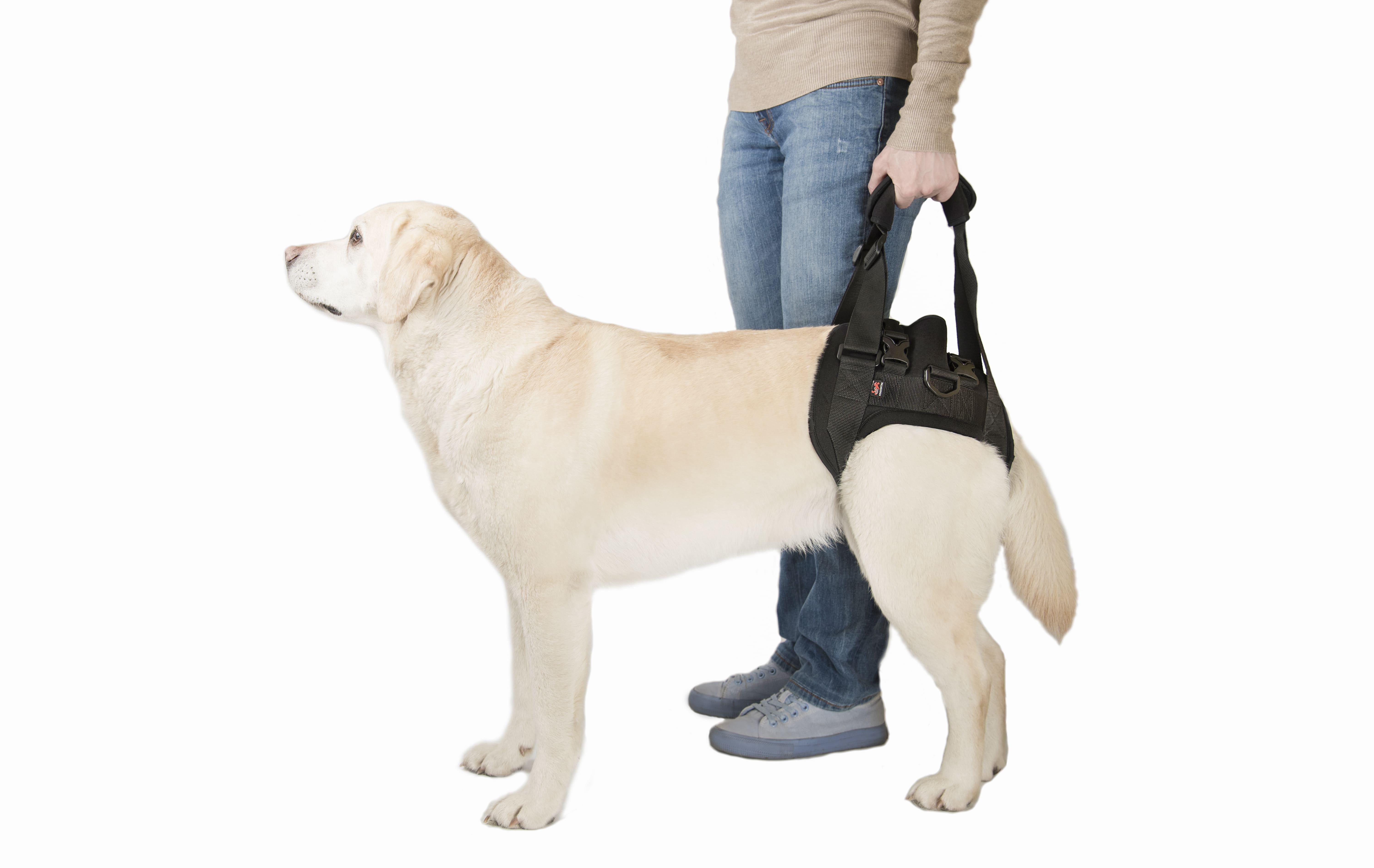 Поддержка для задних лап Frakishtak трусами L+ Черный (28422574) - фото 2 Поддержка для задних лап Frakishtak трусами L+ Черный (28422574) - фото 2