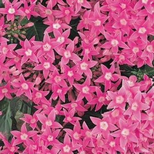 Семена цветов PanAmerican Пентас ланцетный BUTTERFLY DEEP PINK 5 шт. (BN01704-4)