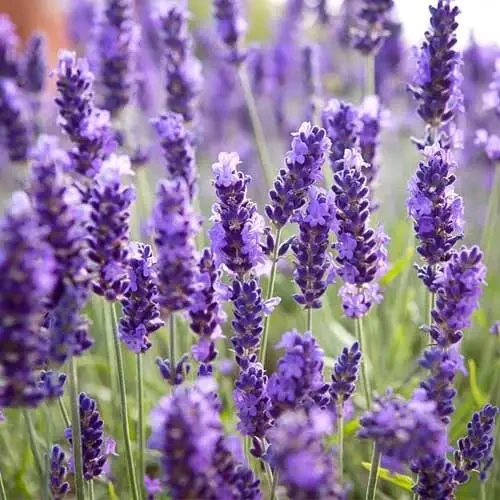 Саженцы лаванда Lavandula Platinum Nico в горшке 0,5 л - фото 3 Саженцы лаванда Lavandula Platinum Nico в горшке 0,5 л - фото 3