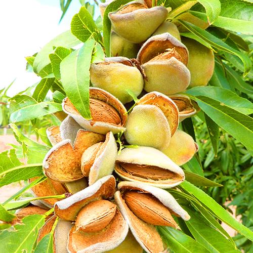 Миндаль сорт Бумажный 1-летний (14896111)