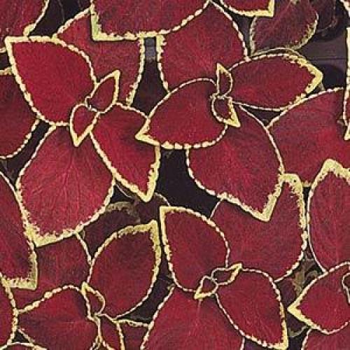 Семена цветов Колеус WIZARD SCARLET PanAmerican 100 шт. (BN00753-3)