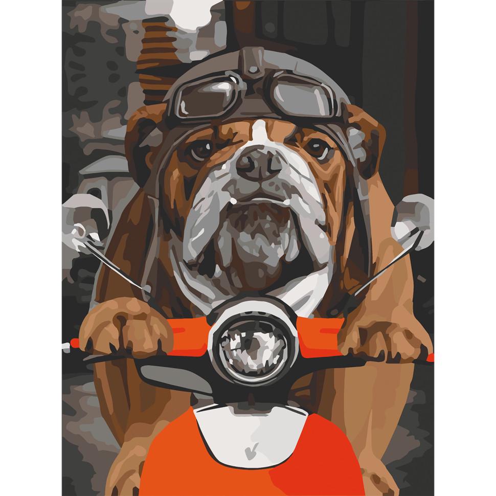 Картина за номерами BMW Бульдог на мопеді 11661 30x40 см (RLT25160)