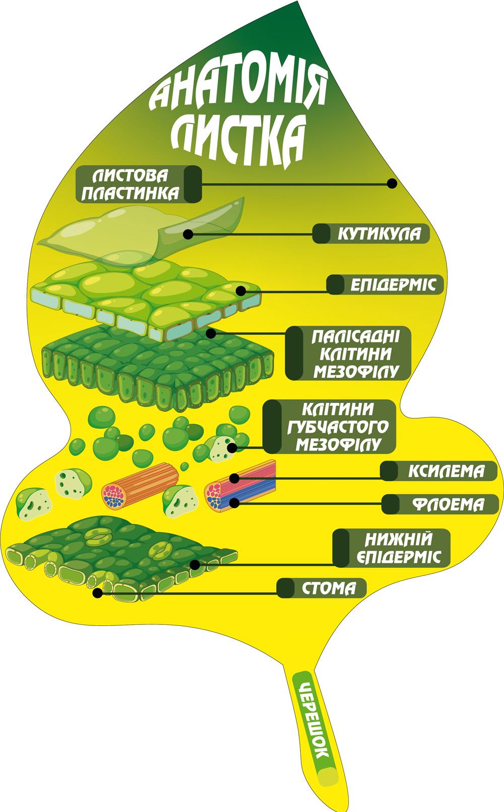 Стенд для кабинета биологии и учебных заведений "Анатомія листка" 720х1160 мм (КВ0025)