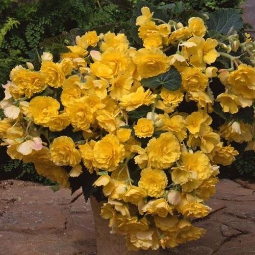 Семена цветов Бегония клубневая Sun Dancer Yellow PanAmerican 5 шт. (BN10008-4)