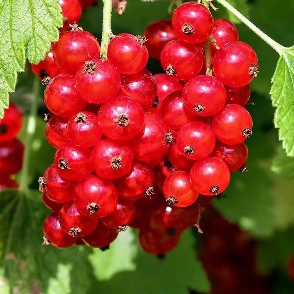 Саджанець смородини червоної Львівська — рання зимостійка (644544054)