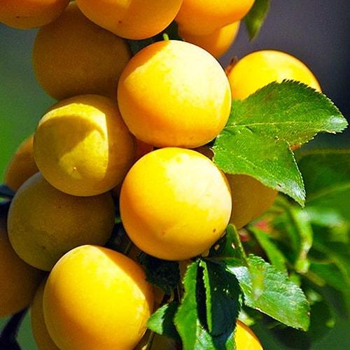 Сажанец Слива колоновидная желтая медовая летний сорт (45316)