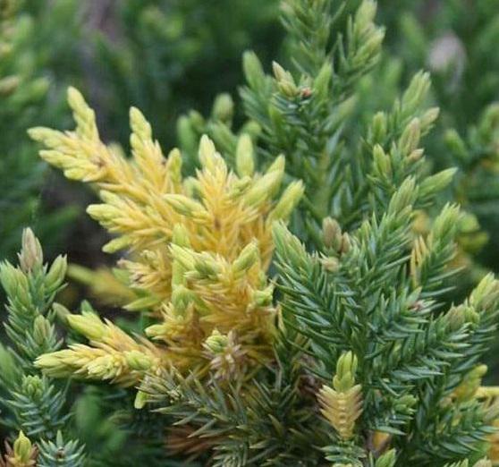 Ялівець китайський Juniperus chinensis Variegata 10-20 см (17550240)