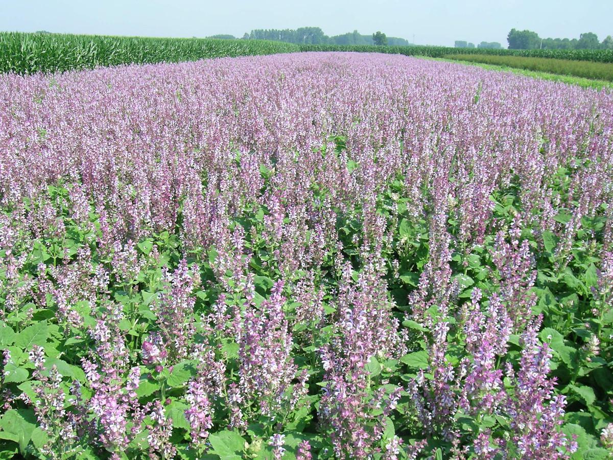 Насіння Salvia sclarea 10 шт. (2205128738)