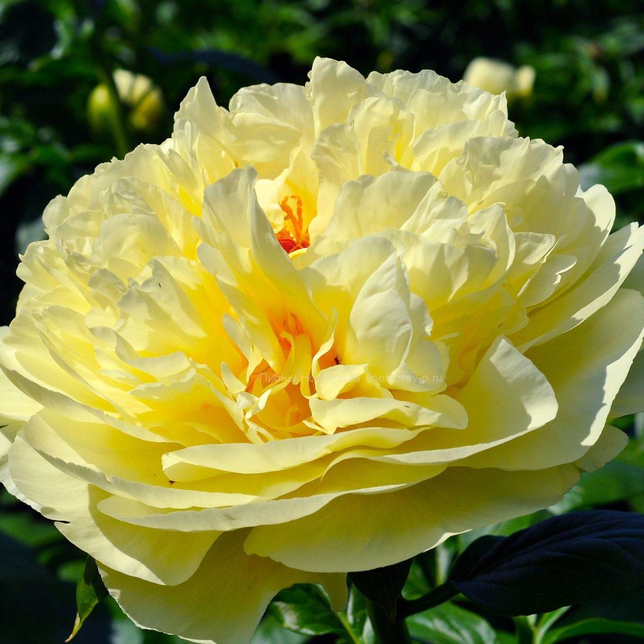 Пион Лемон Шифон Lemon Chiffon 1 шт. (38299885)
