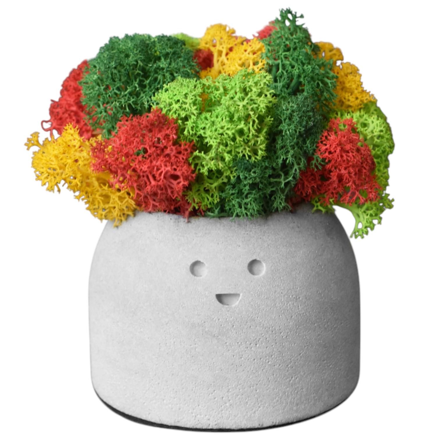 Кашпо Leo со стабилизированным мхом Серый/Разноцветный (14073339)