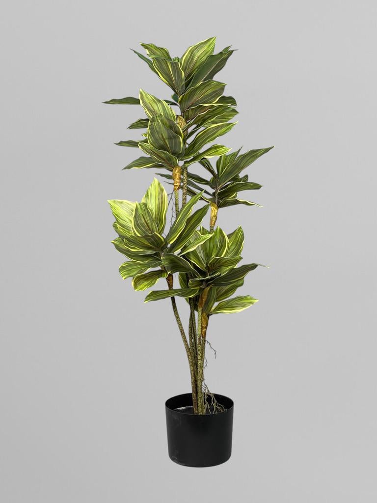 Декоративное растение Драцена душистая в горшке 90 см Зеленый (Д15004)