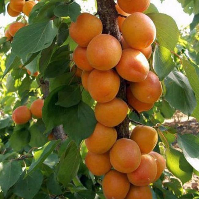 Саджанець абрикоса колоновидного Зоряний Пізній сорт (2075219510)