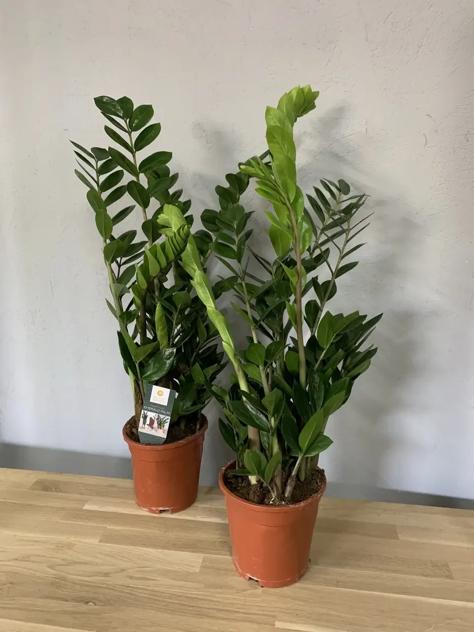 Замиокулькас 14/70 см (2681165936) - фото 3