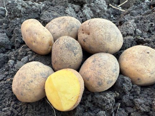 Семенной картофель Мелоди 5 кг (00525) - фото 2 Семенной картофель Мелоди 5 кг (00525) - фото 2