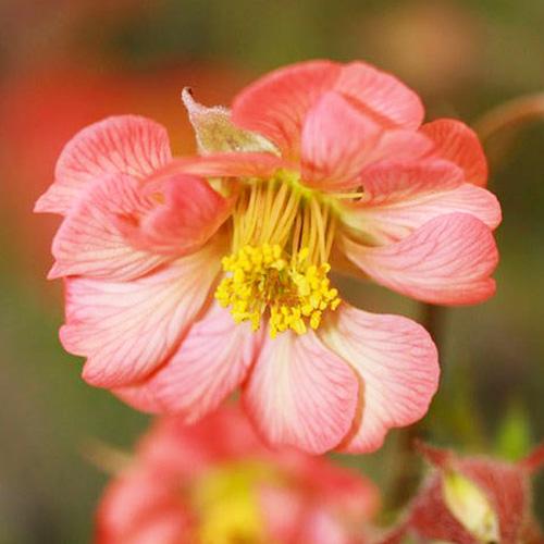 Гравилат Leonard's Variety Florium (18127)