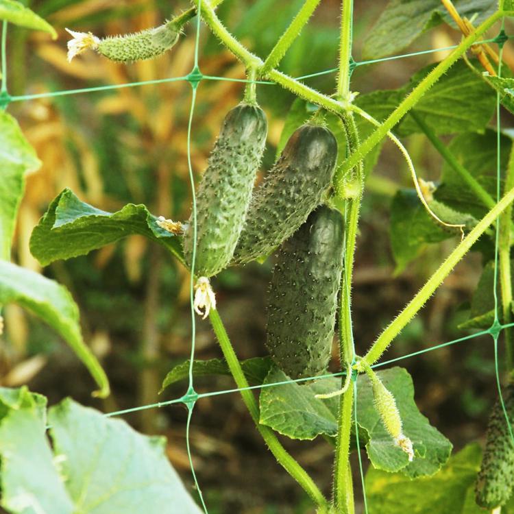 Сетка шпалерная для огурцов AgroStar 1,7x500 м ячейка 15x17 см (652) - фото 14 Сетка шпалерная для огурцов AgroStar 1,7x500 м ячейка 15x17 см (652) - фото 14