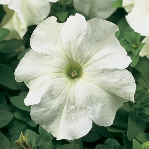 Насіння квітів Петунія великоквіткова Tritunia F1 White Syngenta 5000 шт. (BN11450)