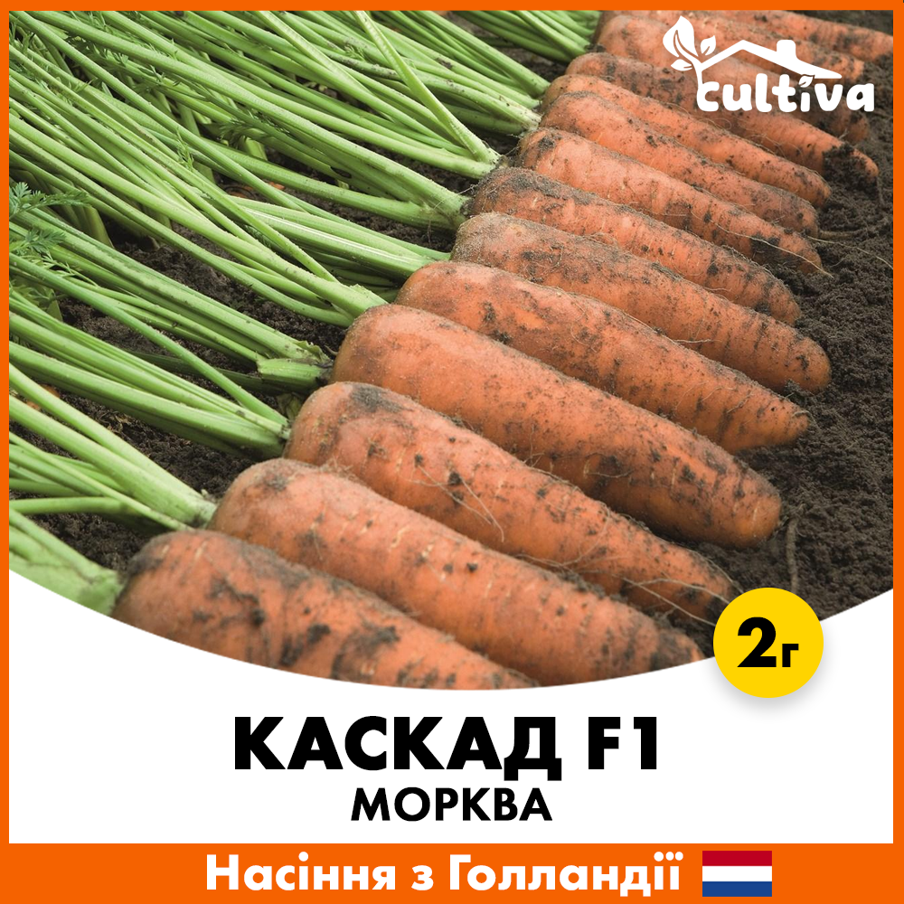 Семена моркови Bejo Каскад F1 2 г (m3-2)