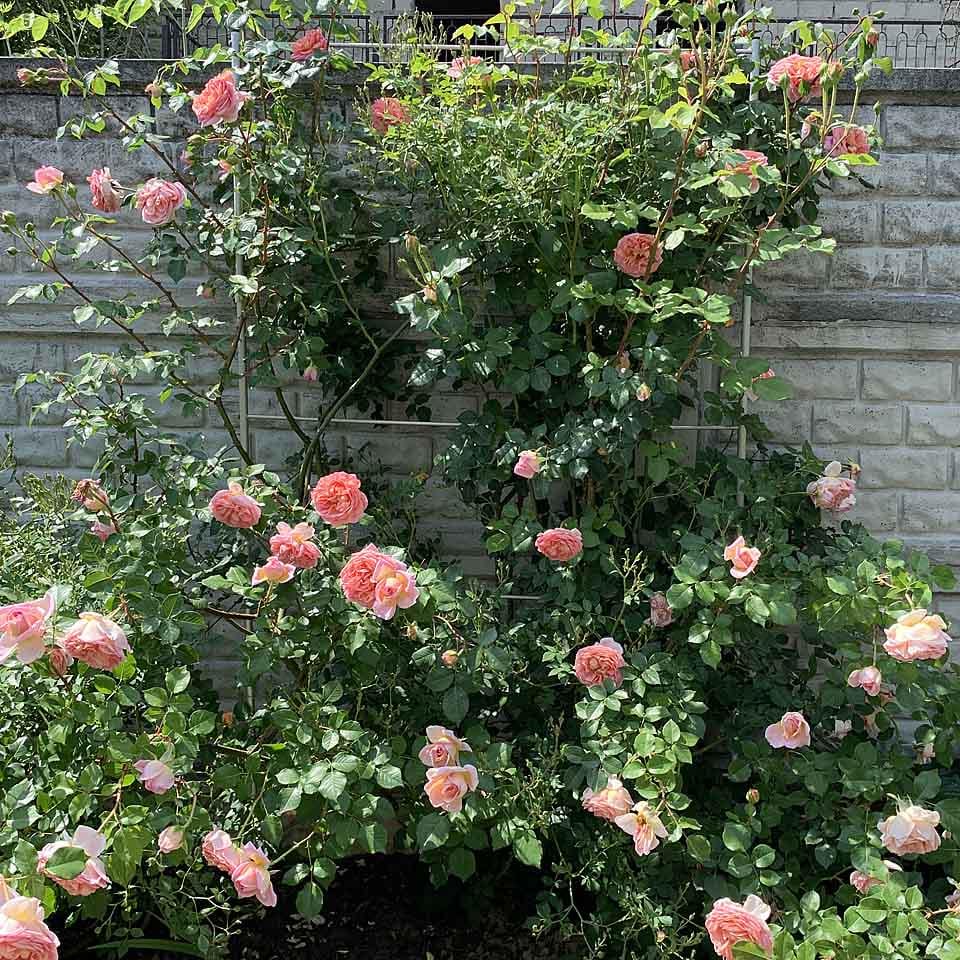 Опора для рослин шпалера садова 2000х900 мм d 16 мм/d 8 мм (ШС-D16/D8-2000х900) - фото 4 Опора для рослин шпалера садова 2000х900 мм d 16 мм/d 8 мм (ШС-D16/D8-2000х900) - фото 4