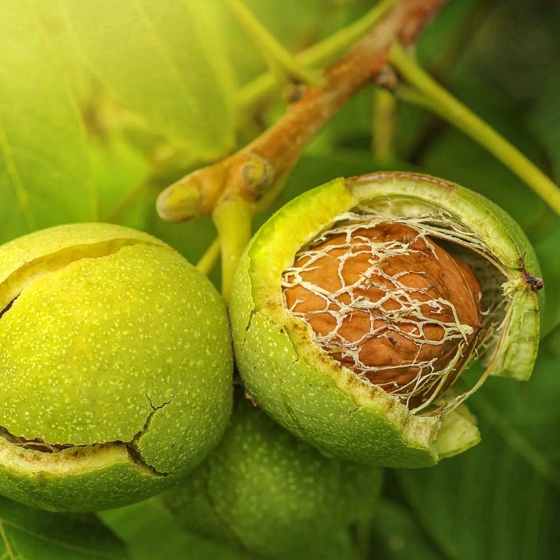 Саджанець волоського горіха Буковинський (2083946833)