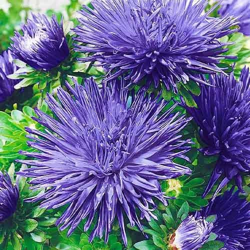 Семена Астра Florium Ангора (17427) Семена Астра Florium Ангора (17427)