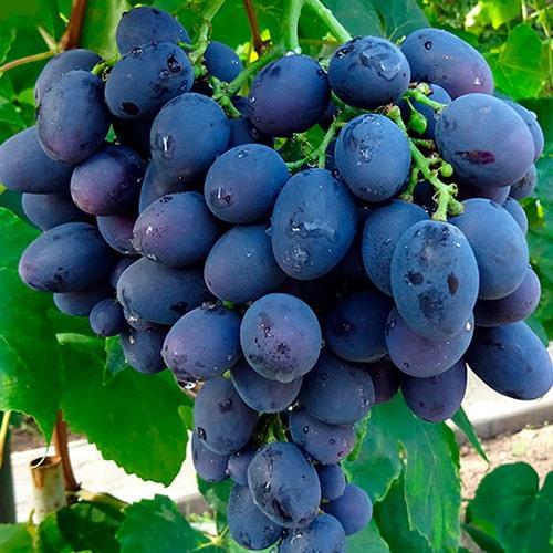 Сажанець Виноград Гала ранній термін дозрівання/стійкий до захворювань і заморозків (17698)