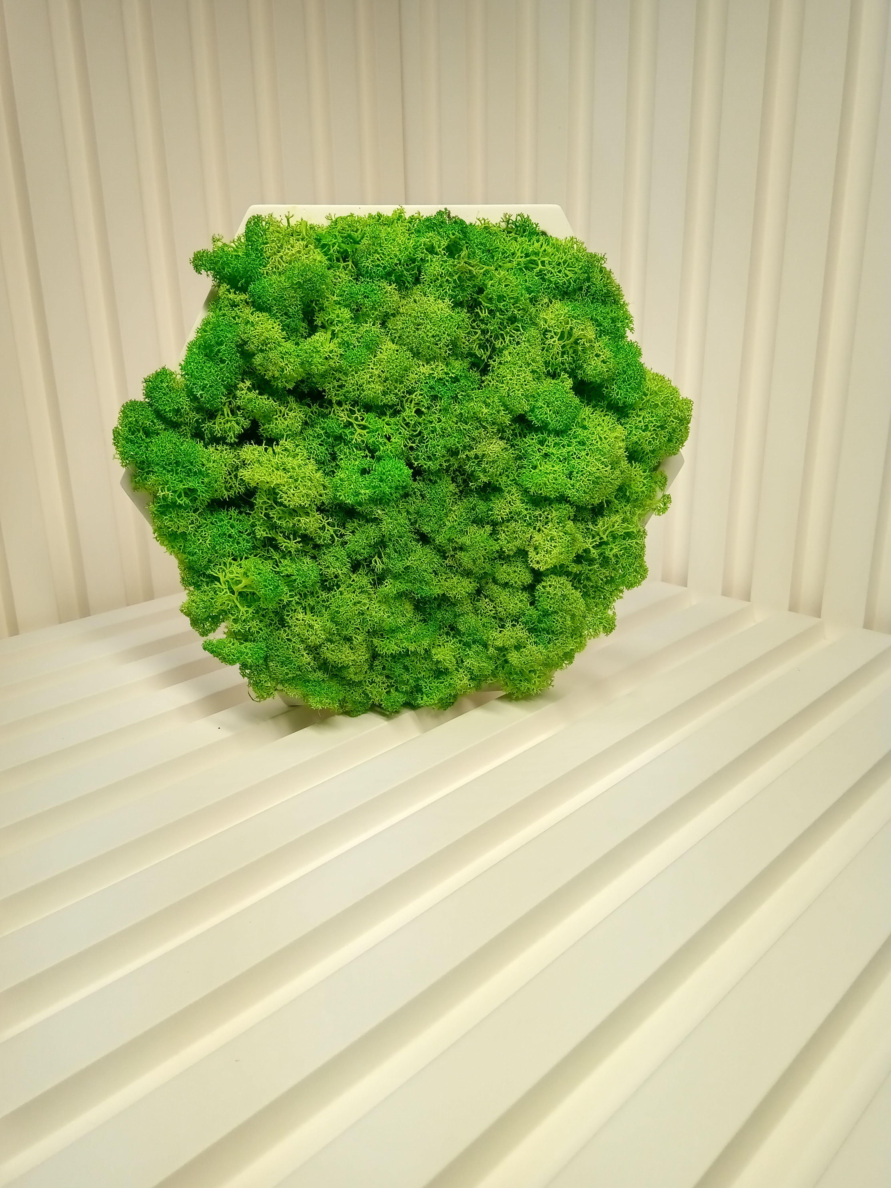 Панель гипсовая 3D Соты со стабилизированным мхом (1063) - фото 3 Панель гипсовая 3D Соты со стабилизированным мхом (1063) - фото 3